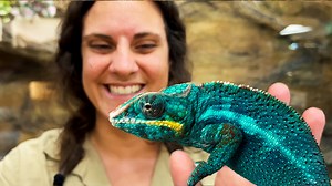 Chameleons are truly one of a kind and they'r ability to change color according to their mood is breathtaking🤩 This beautiful blue Chameleon even changes colors right in of our very eyes😳 Such an amazing and unique animal🙌 . . . #chameleon #beautiful #blue #enjoy #funny #funnyvideos #beauty #beautiful #spa #day #she #time #wow #wildlife #fbpost #animals #animallovers #life #fun #wild #AmaZing #video #moment #facebook #fb #post #cute | The Reptile Zoo