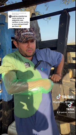 Palpación rectal en bovinos: Diagnóstico para vacas