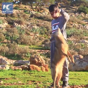 Wolf befriends 7-year-old Libyan boy and herds his sheep | China Xinhua News