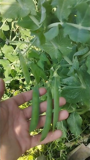 Matar🫛Peas | KS Organic Farming | KS FARM | #farming #shorts #youtube #satisfying