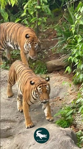 Malayan Tiger 🐅🌴 The Rare Guardian of Malaysia’s Rainforests