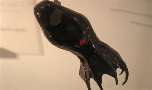 Scientists sequence genome of the elusive 'vampire squid from hell'