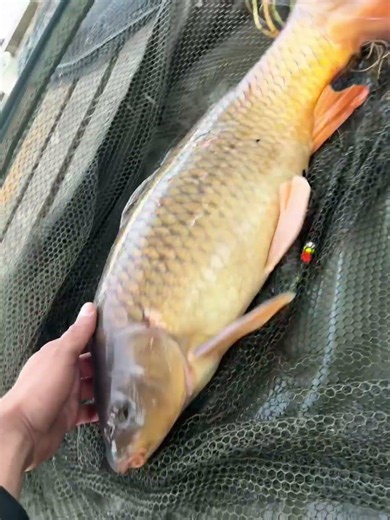 Amazing Close-Up of a Common Carp #shorts
