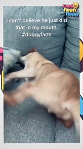 Dog farts part 5 | Funny funny funny