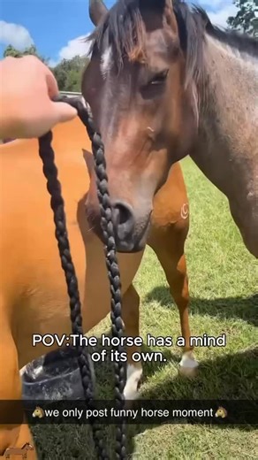 Funny Horse Moments on Instagram: "🤣🐴 Welcome to Funny Horses – where majestic meets ridiculous! From silly snorts to sassy trots and barnyard bloopers, we ONLY post the funniest horse moments that will have you laughing like a neigh-sayer! 😂🐎 Follow for daily laughs, whinnies, and hoof-larious content! #FunnyHorses #WeOnlyPostHorses #HorseComedy #EquineFails #HorseHumor BarnyardLOL NeighLaughs ViralHorseMoments HilariousHorses HorseTok GallopingGiggles SassyStallions ManeLOL StableLaughs Po