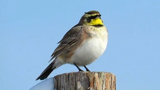 Horned Lark singing (Eremophila alpestris) North America, Europe. | BIRDS & Nature