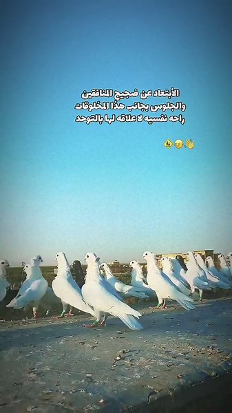عبوسي يلعب جنايت الرافل