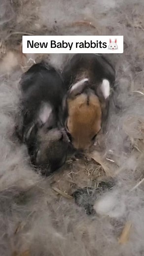 #giantrabbitsinuganda #mukono #myrabbituganda #babyrabbits