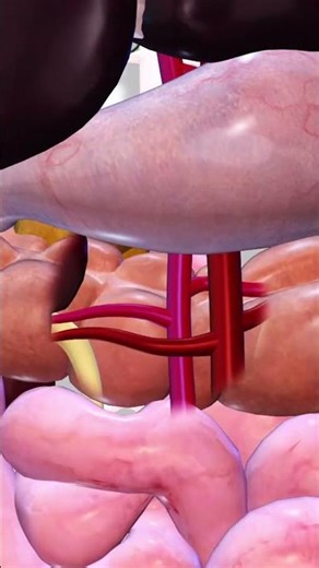 أفضل موقع لمذاكرة الطب بـ الـ 3D مجاناً!🔥🔥 | BioDigital