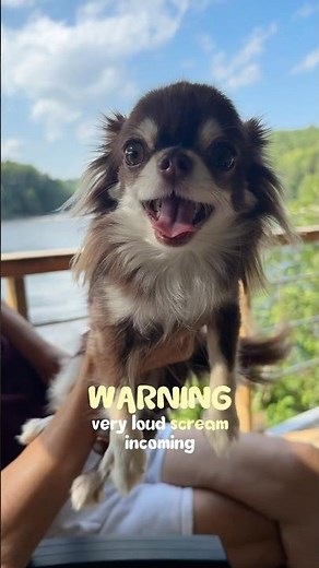 Incoming LOUD Chihuahua Scream (Warning ⚠️)