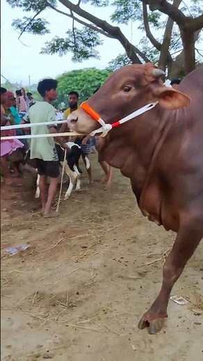 Cow videos 1224😅 #shortsvideo #funnyshorts #funny #cowGoru #cowcow #funnycow #animals