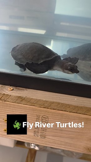 “Did you know Fly River Turtles are the only freshwater turtles with true flippers? 勞 Watch this beauty cruise like it’s born for the ocean. #TXReptiles #FlyRiverTurtle #TurtleFacts” | Texas Reptiles International | Facebook