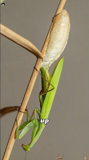 What exactly is involved in the process of a praying mantis laying eggs?#animals #Foryou #love#cute