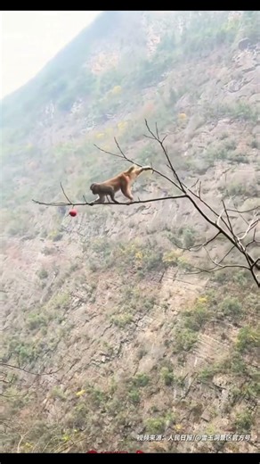 Wild Monkey Pulls Off INSANE Cliffside Apple Heist! 🐒🍎📝#wildmonkey