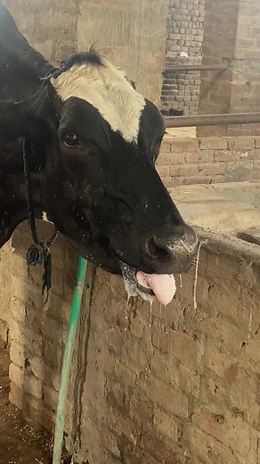 Azam Dogar44 on TikTok