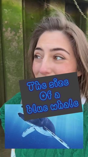 Fascinating Facts About Blue Whales: Giants of the Sea