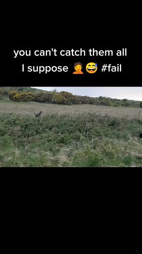 #rabbithunter #coursingdogs #workingdogs #lurcherlife