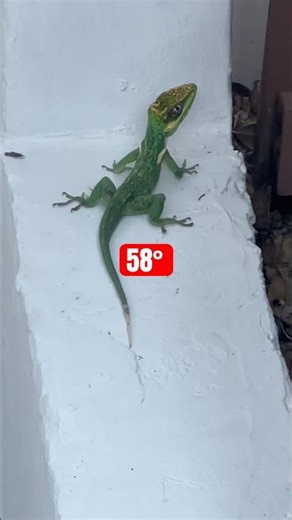 Big CUBAN ANOLE Lizard Stunned By Cold 🥶🦎#reptiles #southflorida #shortsfeed