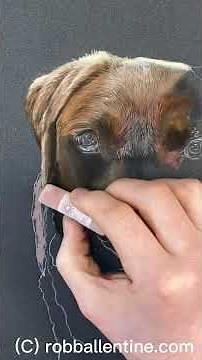 How to draw a realistic Labrador in detail #learntodraw #artclass #creativetutorial #artskills