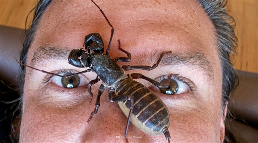 Watch what happens when a giant scorpion climbs onto a human face