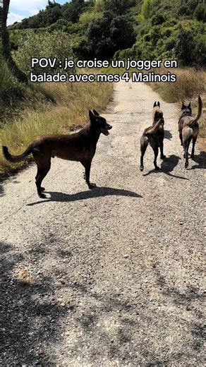 POV : Je croise un jogger en balade avec mes 4 Malinois 🐺