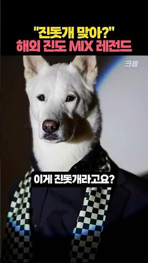Here's How Overseas Adopted Jindo Dogs Change (Features of Jindo MIX)