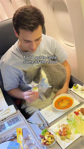 Discovering the Pet-Friendly Paradise at Istanbul Airport