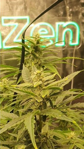 Is She Starting to Frost? 👀✨ Week 6 Update #shorts