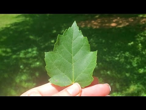 Identifying Common Trees in Tennessee/ Tree Bark~ Leaf Shape ~Seedlings.