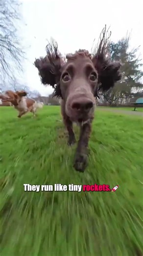 The Funniest Dog Race Ever 🐶💨 #dogs #funny #cute