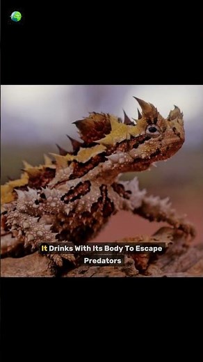 The World’s Most Bizarre Lizard? Meet the Thorny Devil! 😳🦎 #Shorts