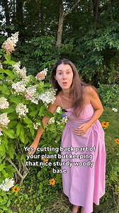 It's not panicle hydrangea pruning season yet, but l was asked this question a lot this season. Panicle hydrangeas have big fluffy blooms and need a lot of support to help keep them upright. By keeping 2/3 of the plant untouched each year, you help your hydrangeas stay upright and strong even with tough weather. Panicle hydrangeas include limelight, pinky winky (pictured), bobo, Quickfire, pufferfish etc.Dress is from Anthropologie - link in story #gardening #gardening101 #gardeningtips | Blueac