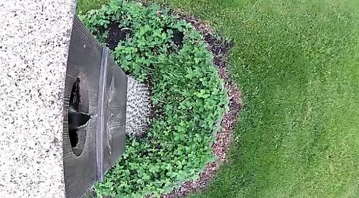 "You jump, I jump, Jack." Unlike most other ducks, wood ducks use cavities for nesting, like this nesting box. Newly hatched wood ducks like these little ones often make a courageous leap from their cavity to the water or ground below. They attempt to slow their descent by flapping their wings and feet, but in most cases they are light enough that they "bounce" upon landing and do not sustain long-term injury. Then, it's off to follow Mom to some water! 📹 courtesy Doug Harms | Iowa Department o