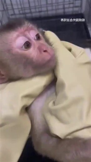 #MonkeySauce #treerat #monkey #BabyMonkey #monpai #Monkeybaby #treerat #poormonkey #BabyMonkey