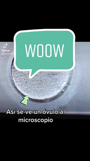 Microscopic View of Human Ovum