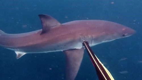 Spear fisher's close call with great white shark in Sydney
