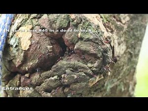 Colobopsis explodens sp n , model species for studies on exploding ants