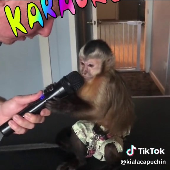Karaoke training. Sometimes we all get a little stage fright. 😂😂 #kiala_capuchin #kylo_capuchin #monkeys #animals #cute #adorable #capuchin #karaoke #singing #lolpets #funny