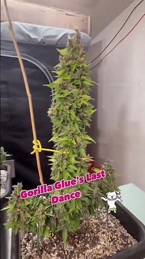 The Last Dance for the Gorilla Glue
