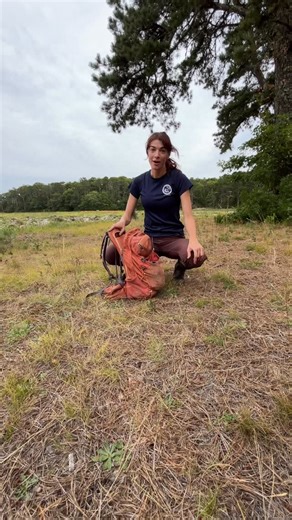 “What’s in my bag?” Field biologist edition! Dive into the unknown as one of our turtle biologists discovers everything that had accumulated in her field bag. Want to learn more about the turtles of Massachusetts that we’re studying? Check out our new freshwater turtles guide at bit.ly/freshwater-turtles-MA | Massachusetts Division of Fisheries & Wildlife
