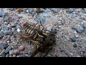 Wasp slays horse fly, then gets robbed!