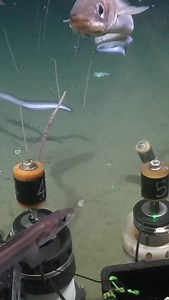 During Dive 878, the science team studied and sampled inside an active pockmark on the seafloor where liquids and gases were escaping through the seafloor. The #ArgentinianDeepSeeps team is led by Dr. María Emilia Bravo, a benthic ecologist from the Institute of Applied and Environmental Geosciences of Buenos Aires (FCEN, UBA–IGEBA, CONICET). She’s joined by 25 researchers, including collaborators from Argentina, the United States, and Uruguay. Their goal is to conduct the first and most compreh