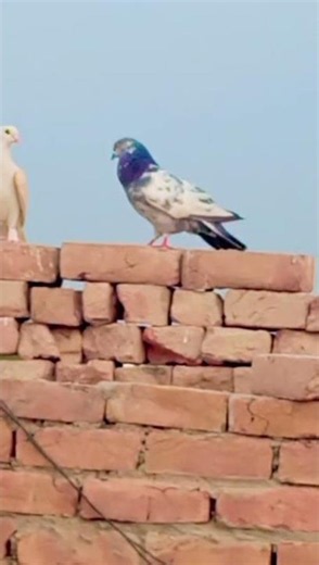 🕊️Amazing High Flyer Pigeon in the Sky Beautiful Hawaai Kabootar Flight#youtubeshorts #birds#pigeon