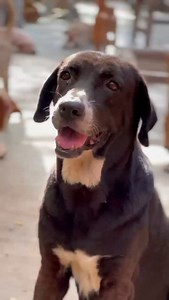 This is what your donations do every single day ❤️‍🩹 Every day the number of Animals, we have shifts. One day we might have 1793 and the next day we might have 1801. We don’t close our doors to anyone who needs help. That said, everyone with us eats fresh food twice a day cooked in our kitchen (the pink stuff is beetroot) they take baths and they get hosed down and everyone has space to take as much time as they need to let their wounds heal ❤️‍🩹 We can’t wait to take them to the new sanctuary