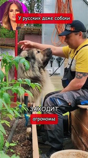 Even dogs are agronomists for the Russians (Tomi Lahren translation)