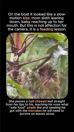 The Moment a Baby Sloth Learns to Eat #animals #wildlife #facts #viral #cute #animalshorts #wow