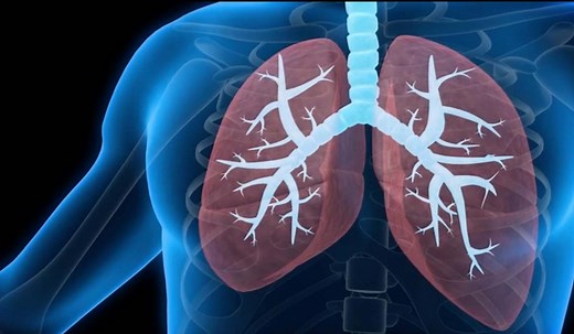 Cardio-respiratory system - Respiratory system - Edexcel - GCSE Physical Education Revision - Edexcel - BBC Bitesize
