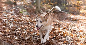 LA Times Today: What a dog’s breed can, and can’t, tell you about its behavior