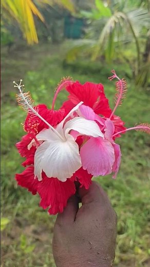 “Blooming Hibiscus Paradise 🌺 Stunning Flowers in Our Organic Farm!” #mahegardening