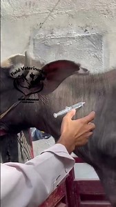 intramuscular injection in buffalo